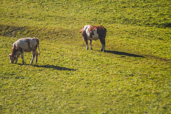 Tallow from Grass-Fed Cows